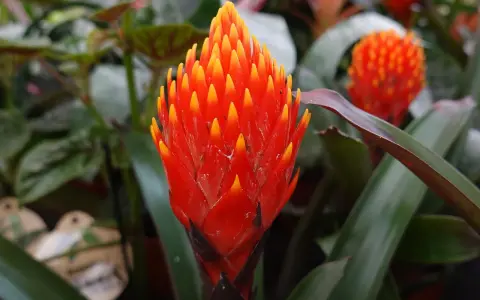 Jasna, ognista guzmania. Dowiedz się, jak dbać o tę egzotyczną piękność, by cieszyć się jej barwami.
