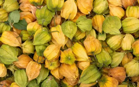 Ein Haufen Physalis, die mit ihren papierartigen Hüllen in Gelb- und Grüntönen leuchten. Diese kleinen Früchte sind nicht nur optisch ansprechend, sondern auch sehr gesund.