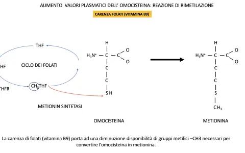 Schema del ciclo dei folati e conversione omocisteina-metionina. La mutazione MTHFR in omozigosi può influenzare questo processo.