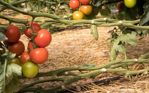 Tomates madurando en la planta, listos para cosechar. Es un buen momento para pensar qué plantar en junio y disfrutar de tus propias cosechas.