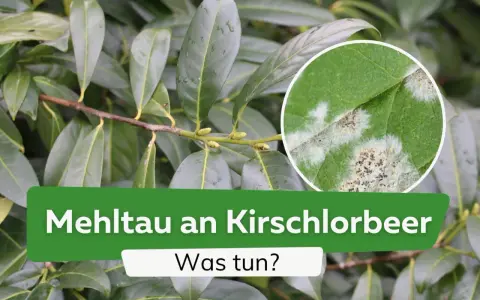Nahaufnahme von Kirschlorbeerblättern mit Mehltaubefall, einer der häufigsten Kirschlorbeer Krankheiten.