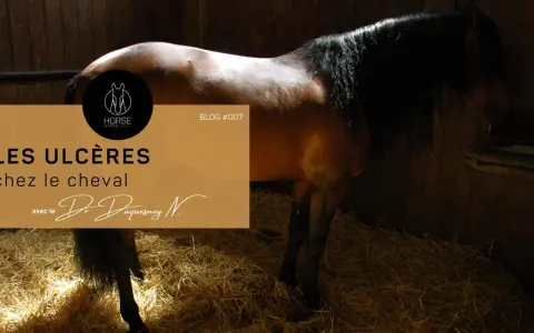 Un cheval dans une stalle, avec un texte sur les ulcères chez le cheval.
