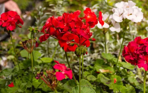 Czerwone i białe pelargonie kwitnące, idealne krzewy na balkon słoneczny.