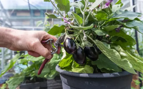 En hand med sekatör skördar mogna auberginer från en planta i växthus. Perfekt för ett läckert aubergine recept!