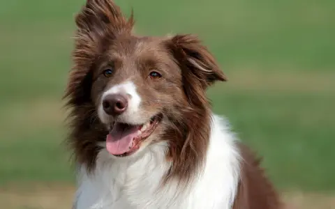 Jak wytresować border collie, aby uniknąć frustracji i problemów