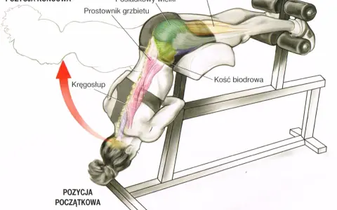Ilustracja pokazuje pozycję końcową ćwiczenia na ławce rzymskiej, z zaznaczonymi mięśniami prostownika grzbietu i pośladkowego wielkiego.