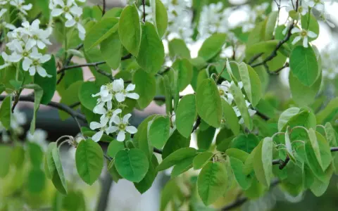 Zarte weiße Blüten und grüne Blätter der Felsenbirne im Frühling. Ein leichter Wind lässt die Zweige tanzen, bereit für den Schnitt.