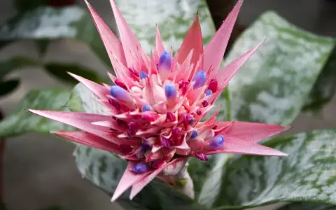 Różowa bromelia kwiat z fioletowymi pąkami, otoczona zielonymi liśćmi z srebrzystymi wzorami.