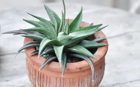 Haworthia limifolia w glinianej doniczce, z charakterystycznymi, prążkowanymi liśćmi tworzącymi rozetę.