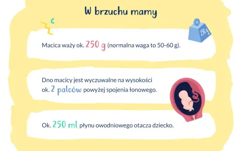 W brzuchu mamy, macica waży ok. 250 g. Dno macicy jest na wysokości 2 palców nad spojeniem łonowym. Dziecko otacza 250 ml płynu.