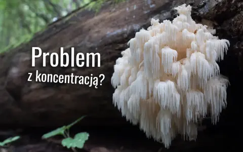 Soplówka jeżowata, znana ze swojego niezwykłego wyglądu, może wspierać koncentrację.