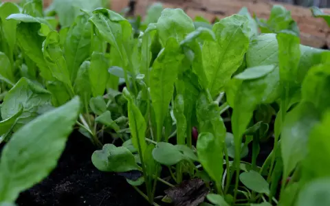 Små, gröna ruccolablad som spirar i mörk jord. Snart redo att odla och skörda för en god sallad.