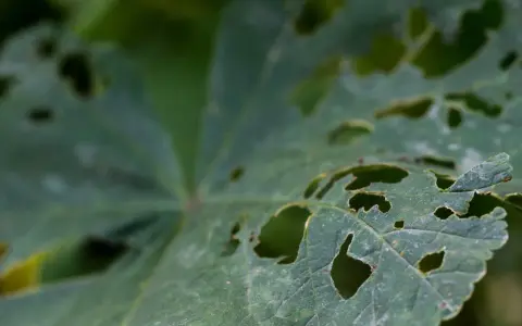 Hoja verde con agujeros, evidencia de antracnosis en plantas.