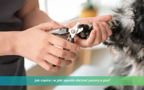 Czy weterynarz obcina pazury psu? Ważne informacje dla właścicieli