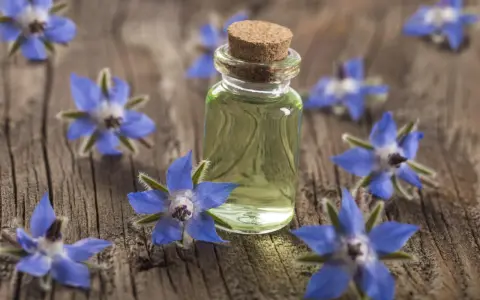 Flacon d'huile de bourrache, entouré de fleurs bleues sur fond de bois. Découvrez les bienfaits de l'huile de bourrache pour le visage.