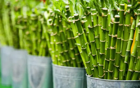 Filas de cañas verdes de plantas de la suerte en cubos metálicos, con enfoque en las cañas y sus nudos.