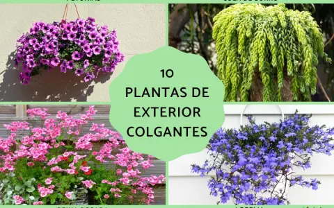 Cuatro tipos de plantas colgantes exterior: petunias moradas, cola de burro verde, reina rosada y lobelia azul.