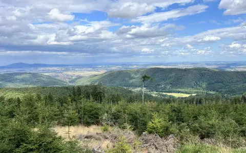 Widok na zielone wzgórza i doliny w parku krajobrazowym Gór Sowich. Na pierwszym planie młode drzewka iglaste, w tle rozległa panorama z chmurami na niebie.
