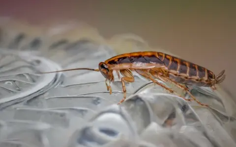 Cucaracha sobre superficie transparente. ¿Buscas cómo fumigar cucarachas casero?