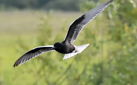 Czarna rybitwa białowąsa z białymi końcówkami skrzydeł i ogona w locie na tle zieleni.