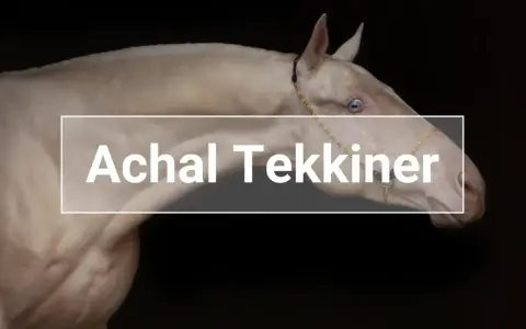 Ein cremefarbener Achal-Tekkiner mit blauen Augen, der einen eleganten Halfter trägt. Sein glänzendes Fell und seine edle Haltung lassen auf einen hohen Achal-Tekkiner Preis schließen.