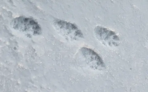 Une empreinte martre dans la neige fraîche, révélant les détails de ses pattes agiles.