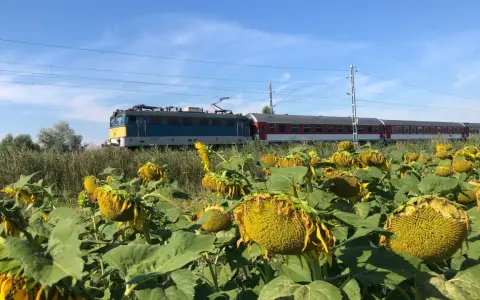 Ein Zug fährt durch Ungarn, vorbei an einem Feld voller Sonnenblumen unter blauem Himmel.