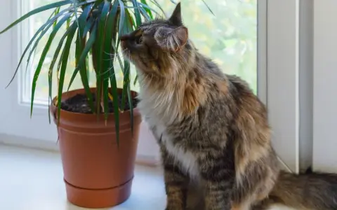 Puszysty kotek ciekawie wącha dracenę. Czy dracena jest trująca dla kota? Warto to sprawdzić, zanim kotek się nią zainteresuje.