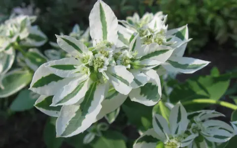 Kwiaty Euphorbia 'Diamond Frost' zachwycają bielą i zielenią.