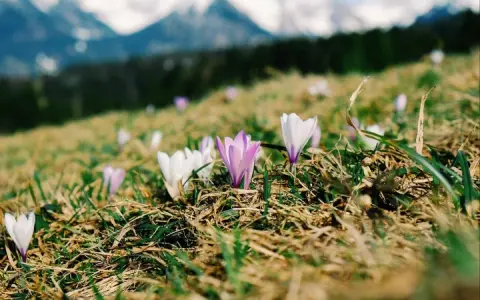 Premières fleurs de montagne, des crocus blancs et violets, éclosent sur une pente herbeuse, avec des sommets enneigés en arrière-plan.