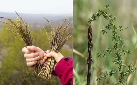 Mani che raccolgono asparagi selvatici, con un primo piano di un germoglio scuro e la sua pianta verde e spinosa.