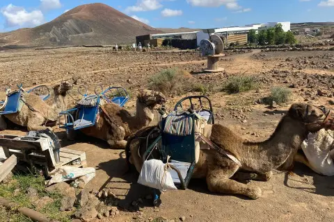 Camellos descansando en un paisaje volcánico de lajares en Fuerteventura, con un cono volcánico al fondo.