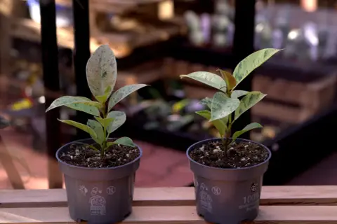 Dwa młode okazy ficus shivereana w szarych doniczkach, z liśćmi o zielono-białym, cętkowanym wzorze, stoją na drewnianej półce.