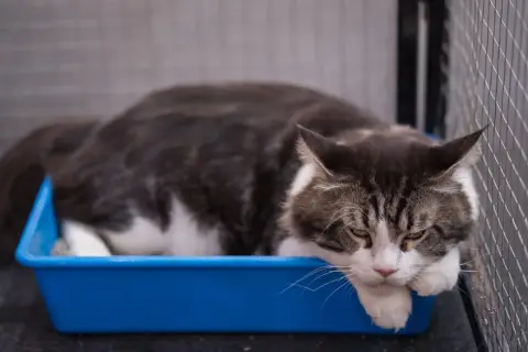 Eine Katze liegt in einer blauen Katzentoilette. Man sieht, wie Katzenkot aussieht, wenn er mit Streu bedeckt ist.