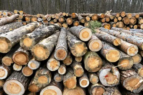 Stos ściętych pni drzew, gotowych do sprzedaży. Widać przekroje, ukazujące słoje drewna, co wpływa na jego cenę.