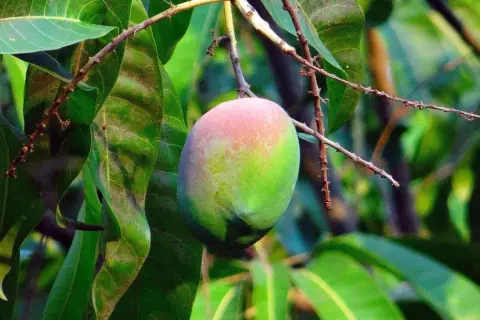 Dojrzałe mango, częściowo zielone, częściowo różowe, wisi na gałęzi. Tak właśnie gdzie rośnie mango, w tropikalnym słońcu.