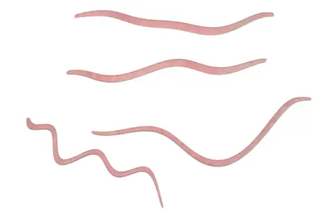 Różne kształty i rozmiary, jak wyglądają owsiki, wijące się na białym tle.