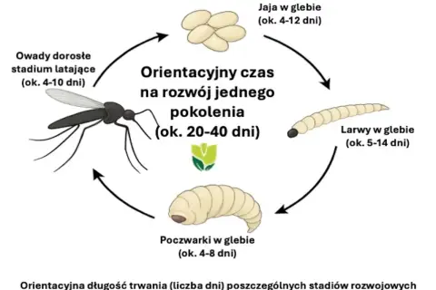Cykl rozwojowy ziemiórek: jaja, larwy, poczwarki i owady latające. Zobacz, jak wyglądają ziemiórki na różnych etapach rozwoju.