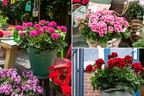 Pelargonia Calliope w donicach zdobi letni taras. Krwistoczerwone i różowe kwiaty tworzą barwne kompozycje.
