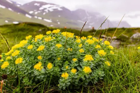 Planta de rhodiola con flores amarillas en un paisaje montañoso, destacando sus propiedades adaptógenas.