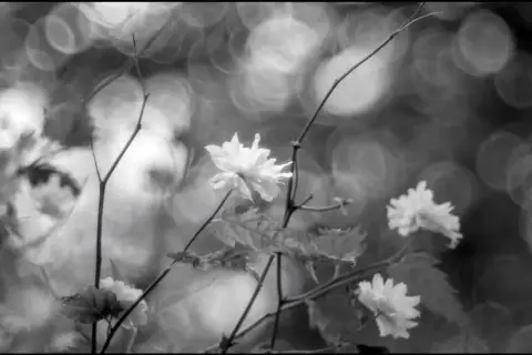 Fiori bianchi delicati, con un effetto sfuocato e bokeh sullo sfondo.
