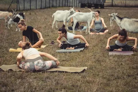 Kobiety ćwiczą jogę na trawie, a wokół nich swobodnie spacerują kozy. Nietypowa sesja jogi z kozami.