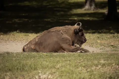 Białowieża żubry odpoczywają na trawie. Potężne zwierzęta w naturalnym środowisku.