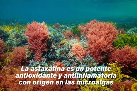 Un lecho marino vibrante con algas rojas y verdes. La astaxantina, un potente antioxidante, se encuentra en estas microalgas.