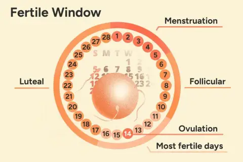 Cykl menstruacyjny: od krwawienia, przez fazę folikularną, aż do owulacji – kluczowego momentu płodności.