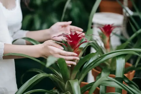 Dłonie delikatnie dotykają jaskrawoczerwonego kwiatu guzmania, otoczonego przez bujne, zielone liście.