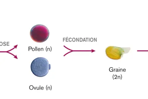 Schéma illustrant le cycle de reproduction d'une plante, de la méiose à la fécondation, produisant une graine puis une plante fille génétiquement différente.