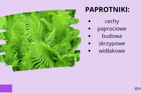 Paprotniki: cechy paprociowe, budowa skrzypowe, widłakowe. Bujne, zielone liście paproci tworzą gęsty dywan.