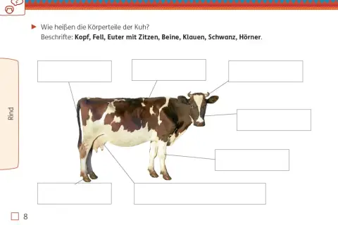 Kuh mit beschrifteten Körperteilen für die Grundschule. Hier lernen Kinder etwas über Nutztiere.