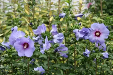 Piękne, fioletowe kwiaty hibiskusa odmiany Syryjskiej rozkwitają na tle zieleni.